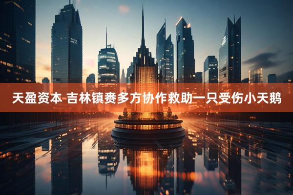 天盈资本 吉林镇赉多方协作救助一只受伤小天鹅